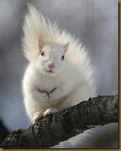 white-squirrel